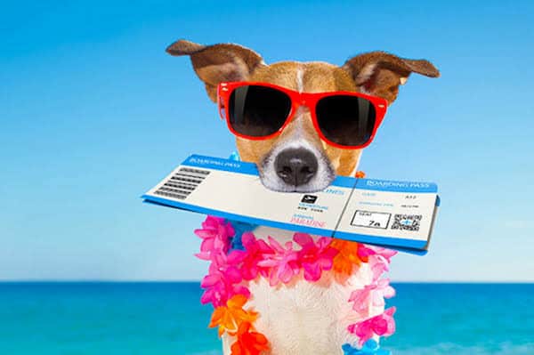 Viajar com animal - Turistas adaptam roteiro de viagem para levar animais de estimação Viajar com animal - Turistas adaptam roteiro de viagem para levar animais de estimação