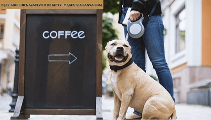 Café para Cachorros em Nova York