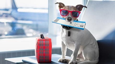 Como viajar com o meu pet Como viajar com o meu pet