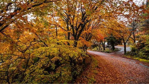 Lago Momiji