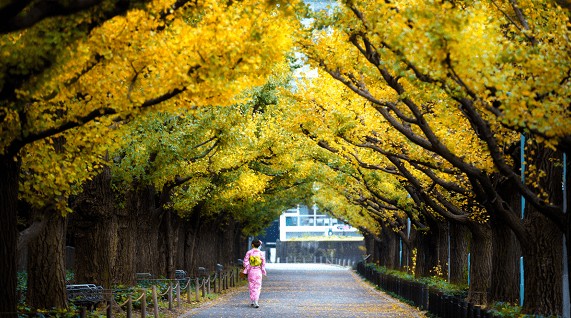 Qual a melhor época para viajar para o Japão