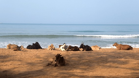 Agonda Agonda